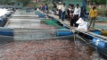 Bến Tre: Thành công nghề nuôi cá điêu hồng lồng bè trên sông