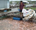 Giá cá diêu hồng tăng trở lại