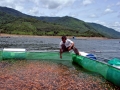 Vĩnh Thạnh (Bình Định): Phát triển nghề nuôi cá lồng bè trên hồ Định Bình