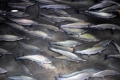 Tiếp tục đầu tư mở rộng quy mô nuôi cá hồi