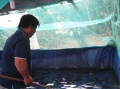Khánh Hòa: Bỏ nghề lái xe nuôi cá lóc