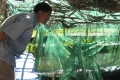 Quảng Bình:  Nông dân thu bạc tỷ nhờ nuôi cá lóc