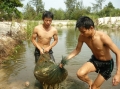 Cá biển chết, nghề nuôi cá lóc ở Quảng Bình cũng chết theo