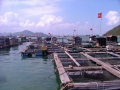 Bình Định: Nghề nuôi cá lồng nước mặn đạt hiệu quả ca
