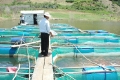 Quảng Nam: Mô hình nuôi cá lồng trên đập thủy lợi cho năng suất cao
