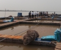 Thái Bình: Định hướng phát triển nuôi cá lồng trên sông