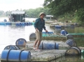 Tự tạo cơ hội: Nuôi cá sạch trên sông