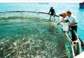 Một số biện pháp phòng bệnh cho cá biển nuôi lồng bè