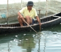 Phú Yên: Cá mú, tôm thẻ chân trắng chết hàng loạt, nông dân trắng tay