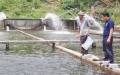 Lào Cai: Toàn tỉnh có 52 cơ sở nuôi cá nước lạnh