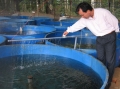 Lâm Đồng đẩy mạnh nuôi cá hồi, cá tầm