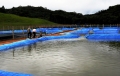 Lâm Đồng: Thu hồi 2 dự án nuôi cá nước lạnh