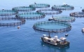 Nhật Bản: Cung cấp cá cho toàn cầu