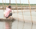 Bắc Giang: Nuôi cá rô phi đơn tính đực theo hướng GAP
