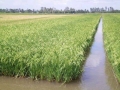 Quảng Ngãi: Cá đồng dày đặc trên ruộng lúa