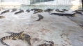 Ồ ạt nuôi cá sấu ở Đồng Nai