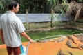 Vĩnh Long: Có gần 1.000 cá thể cá sấu đang được nuôi nhốt