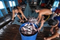 Doanh nghiệp, người nuôi cá tra vẫn khó vay vốn ngân hàng