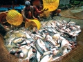 Giảm chi phí nhờ nuôi cá tra theo chuẩn VietGAP