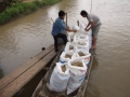 5 ngân hàng phải cho vay phục vụ chăn nuôi, chế biến thịt và cá tra