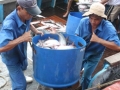 Bộ Nông nghiệp kiến nghị Thủ tướng Chính phủ cho phép chỉnh sửa, bổ sung nghị định cá tra