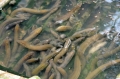 Thu tiền tỷ mỗi năm nhờ nuôi lươn không bùn theo tiêu chuẩn VietGAP