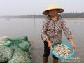 Nghệ An: Vào vụ nuôi ngao thương phẩm