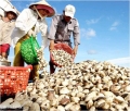 Cà Mau: Đất Mũi vào vụ thu hoạch nghêu thịt và khai thác nghêu giống