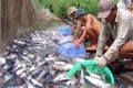 Thủy sản khai thác tăng, thủy sản nuôi trồng giảm