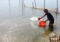 Phát triển nghề nuôi trồng thủy sản trên địa bàn thành phố Bắc Ninh