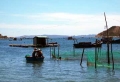 Phú Yên: Để giảm nhẹ thiệt hại khi nuôi trồng thủy sản trong mùa mưa bão