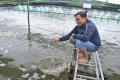 Khao khát làm giàu từ con tôm