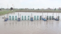 Thái Bình: Đầu tư 709 tỷ đồng phát triển nuôi tôm nước lợ