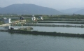 Phú Yên:Nhiều vùng nuôi thủy sản có nguy cơ ô nhiễm