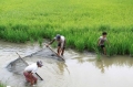 Mô hình nuôi tôm trong ruộng lúa phát triển mạnh ở ĐBSCL