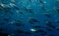 Phát triển nuôi cá biển có giá trị kinh tế cao để xuất khẩu