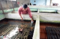 Nhân rộng mô hình nuôi lươn giống ở Bến Tre