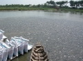 Tiền Giang: Không để thủy sản nuôi bị thiệt hại trong mùa mưa bão