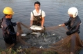 Thanh Hóa: Hội thảo phát triển nghề nuôi cá vược thương phẩm