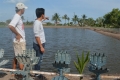 Cà Mau: Xây cầu gây thiệt hại hàng loạt đầm tôm