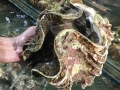 Đại gia Hà Thành ăn con ốc 'vô địch' toàn cầu: 10kg, giá 4 triệu