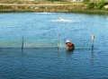 Ninh Thọ (Khánh Hòa): Bấp bênh nghề nuôi ốc hương
