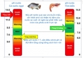 pH - Quan trọng như thế nào trong nuôi tôm cá