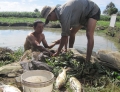 Gia Lai: Phát triển thủy sản bền vững