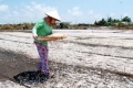 Cà Mau: Huyện Trần Văn Thời vào mùa thu hoạch ruốc