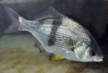 Nghiên cứu dùng loài cá bản địa lấy đi rận biển cho cá hồi