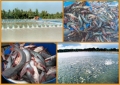 Đề xuất mức phí quản lý chất lượng nuôi trồng thủy sản