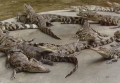 Từ vụ cá sấu sổng chuồng ở Cà Mau: Quy định để nuôi cá sấu an toàn