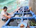 Anh kỹ sư mê... cá kiểng