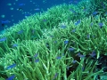 Thế giới nỗ lực bảo vệ rạn san hô